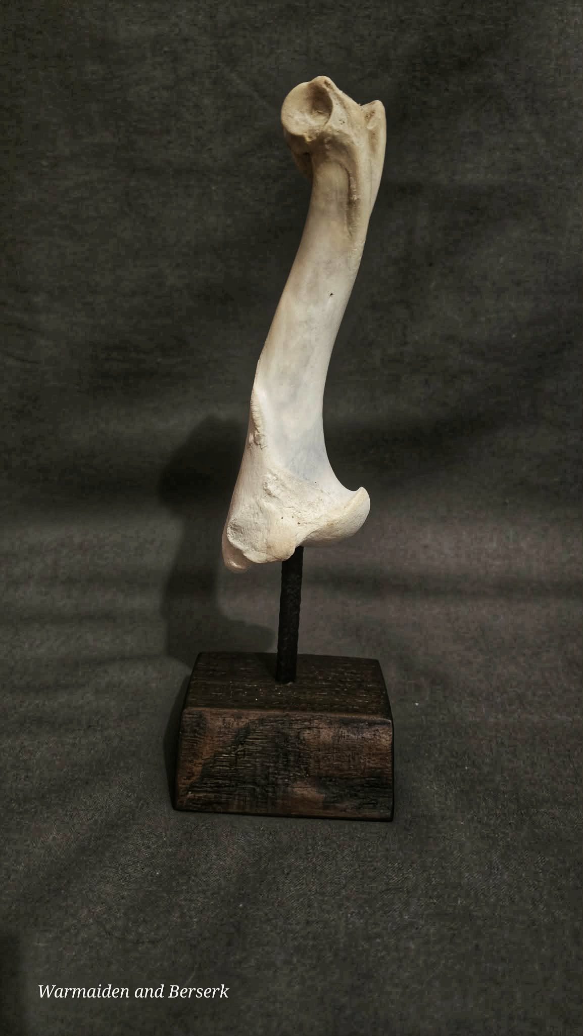 Echter Deko Knochen (Genuine bone as decoration) 3