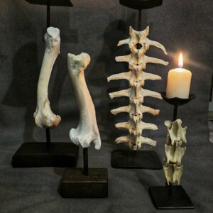 Geschmiedete Kerzenhalter mit echten Knochen (Forged candle holders with genuine bones) 2